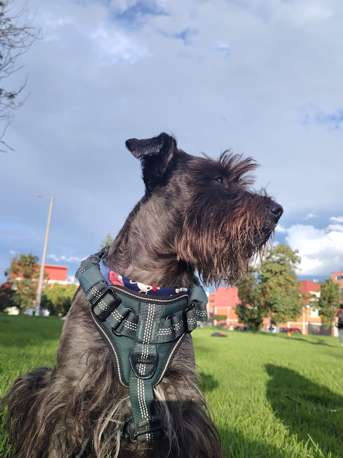 Mascota viajando felizmente
