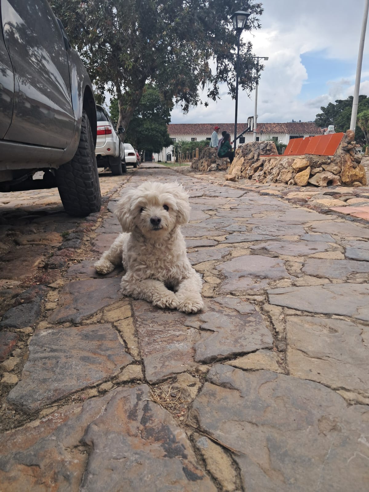 Mascota viajando felizmente