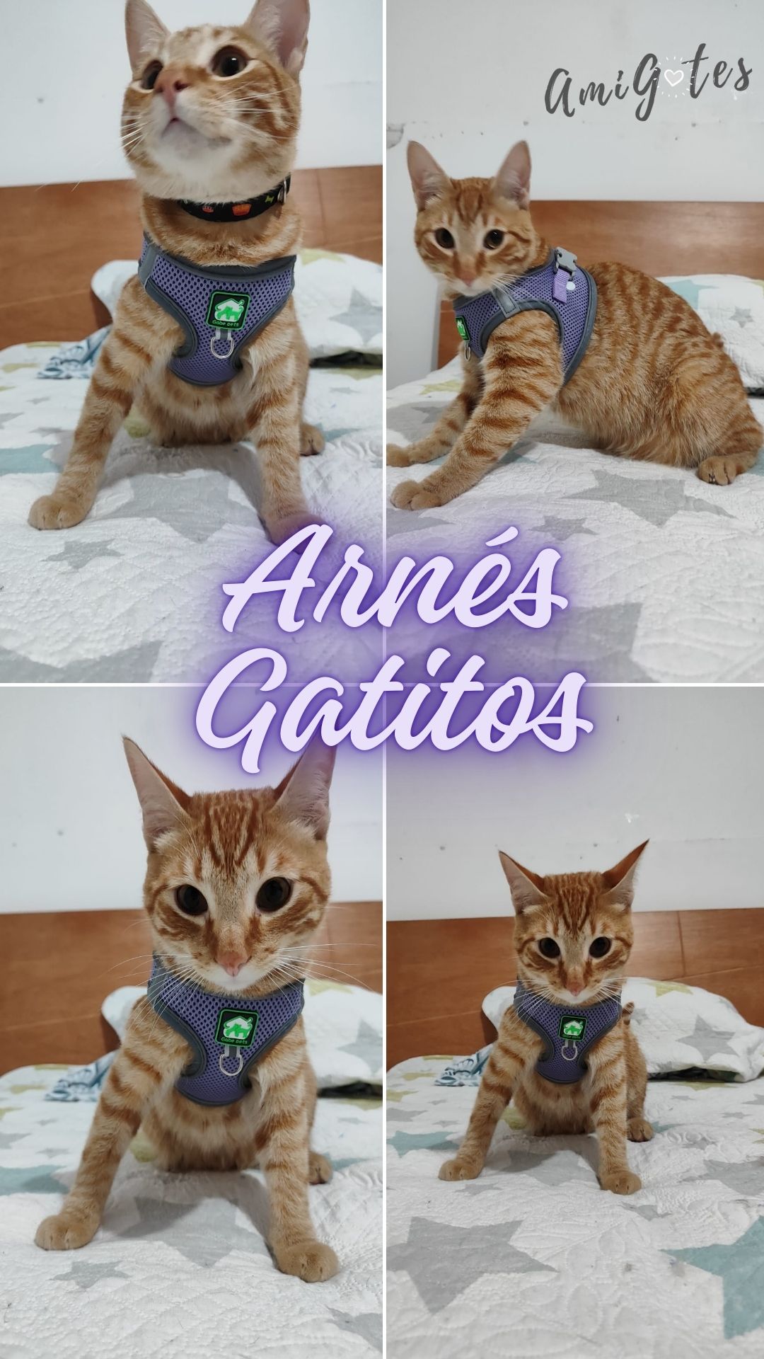 Arnés Con Traílla Sencilla - M - Vista alternativa