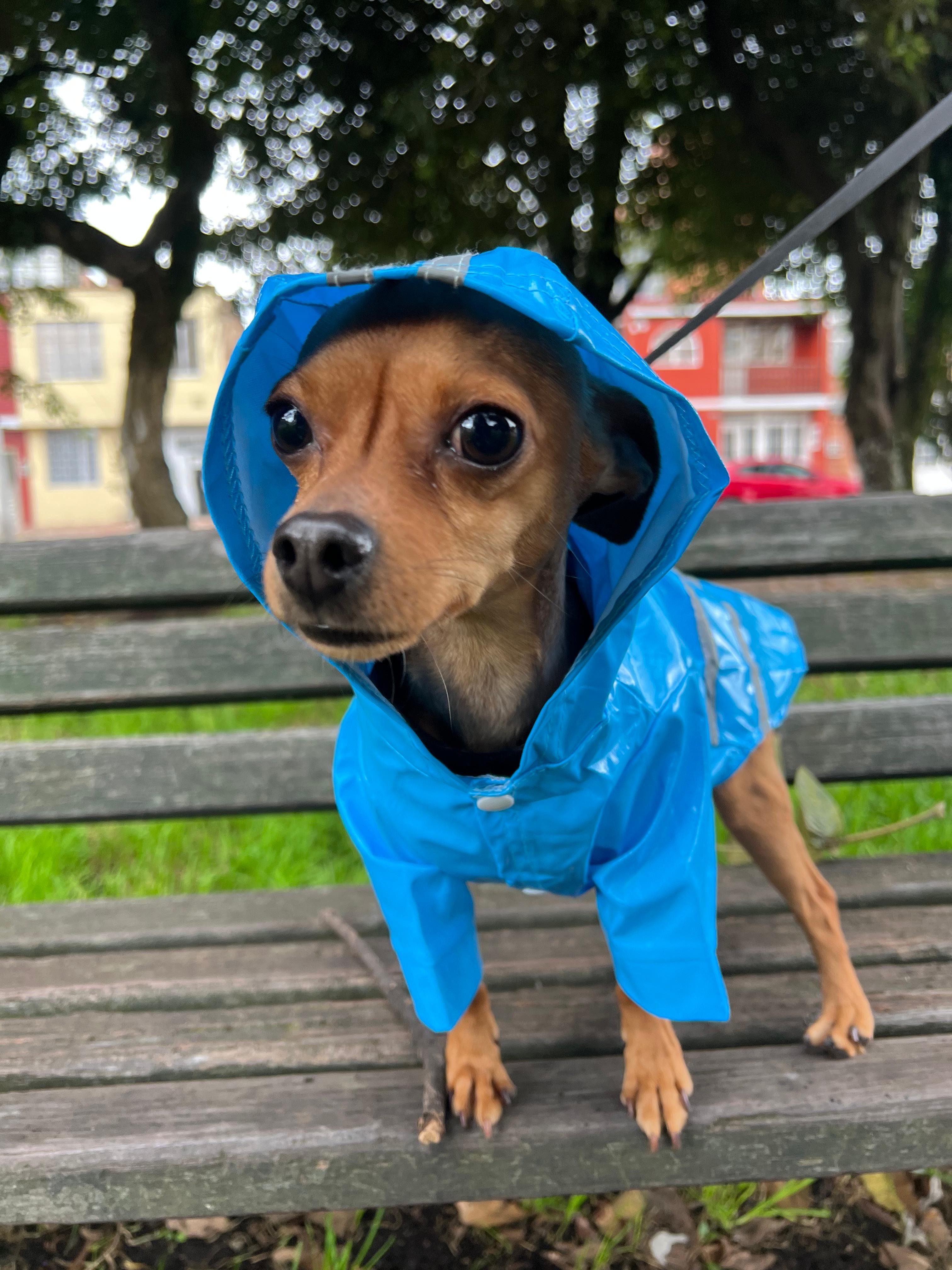 Chaqueta Impermeable Raza Pequeña - Vista alternativa